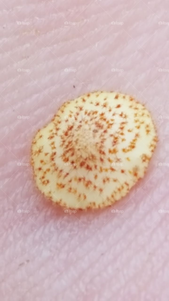 seed on hand