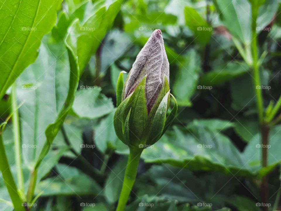 Macro shot of hibiscus flower bud, beautiful process of growing up in nature.