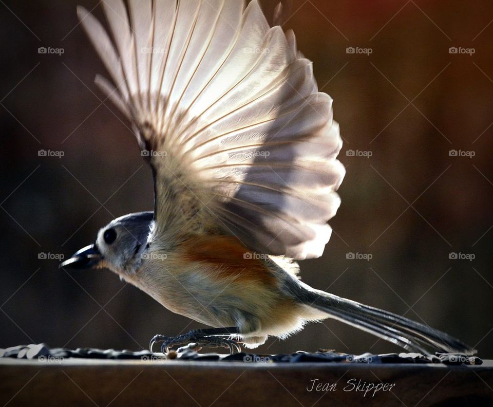 Tufted Titmouse with Wings Up