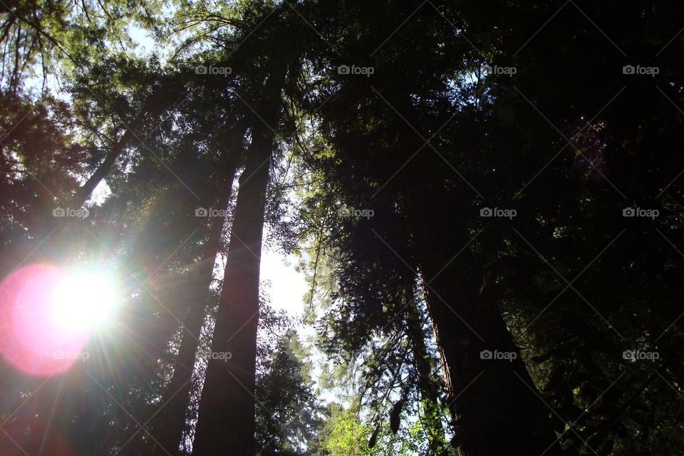 Redwoods