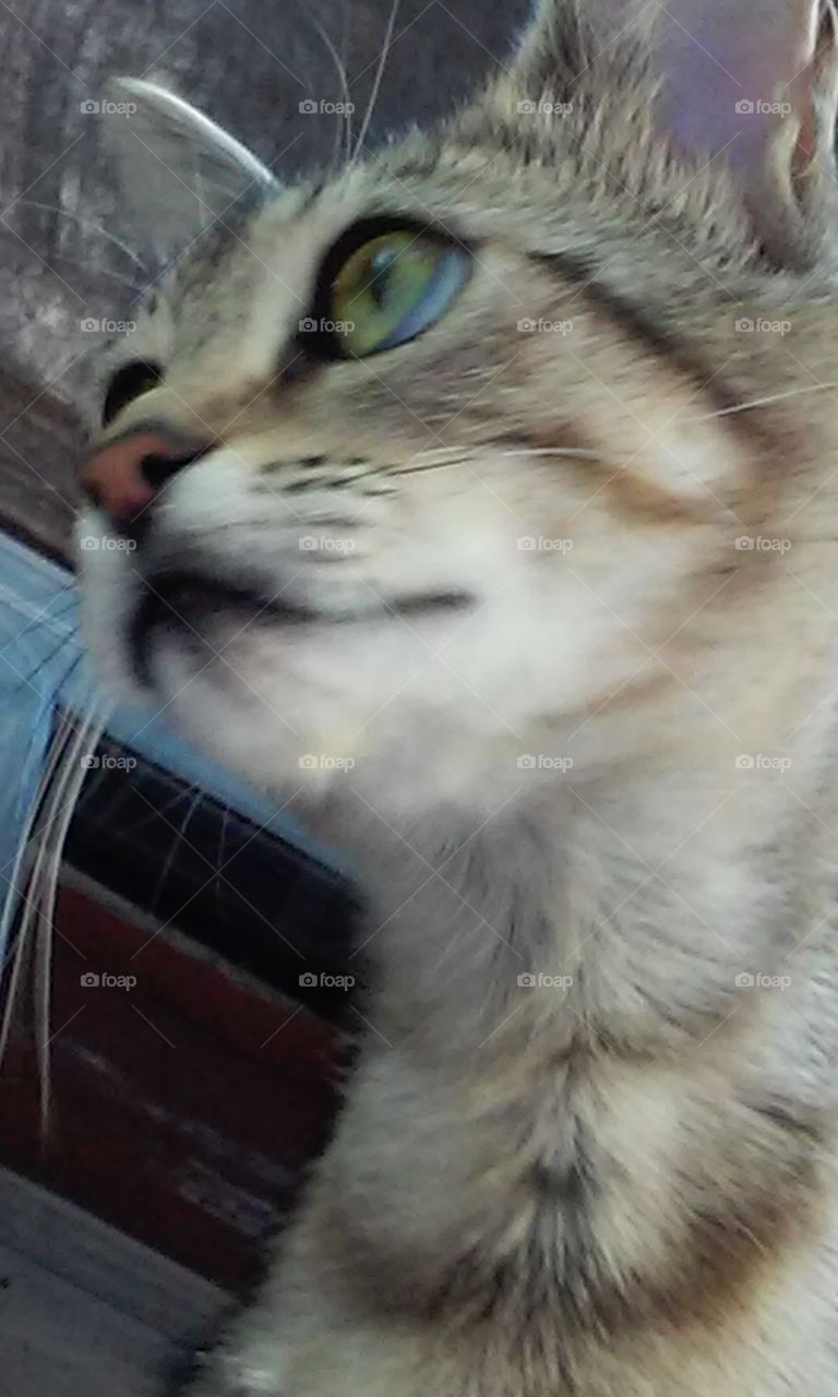 Carolina climbing outside her window