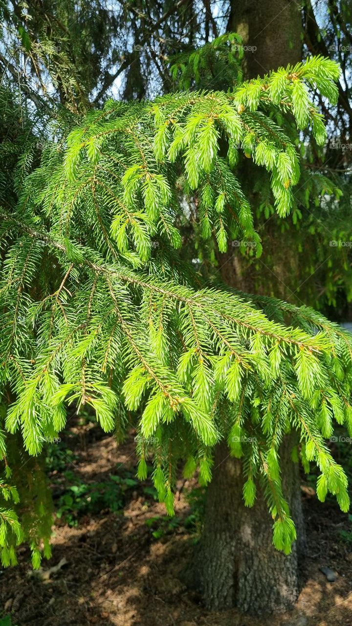 A spruce tree is now growing in the forest