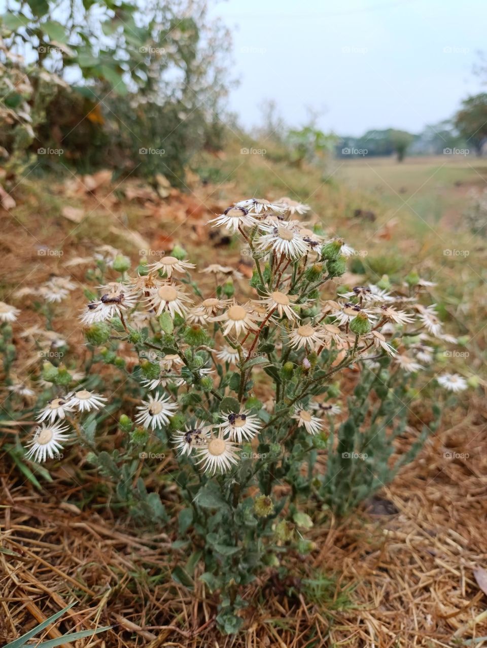 Grass Flowers