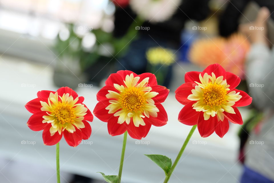 Floral arrangement of three red and yellow flowers.