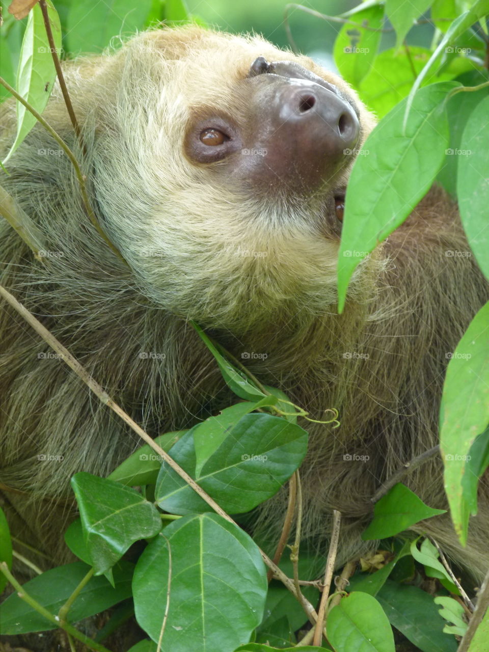 hanging sloth