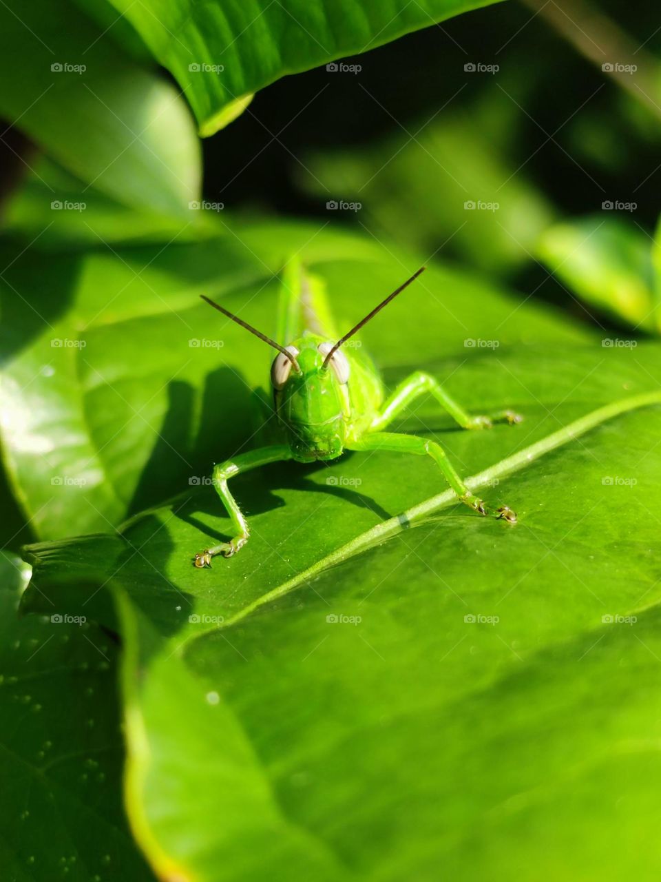 green grasshopper on a leaf