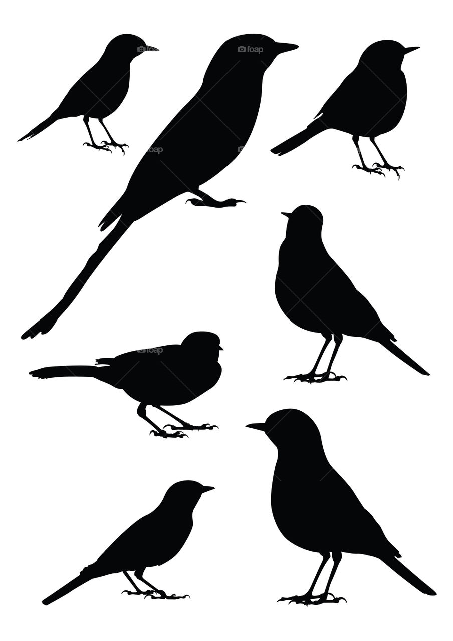 7 different bird illustrations