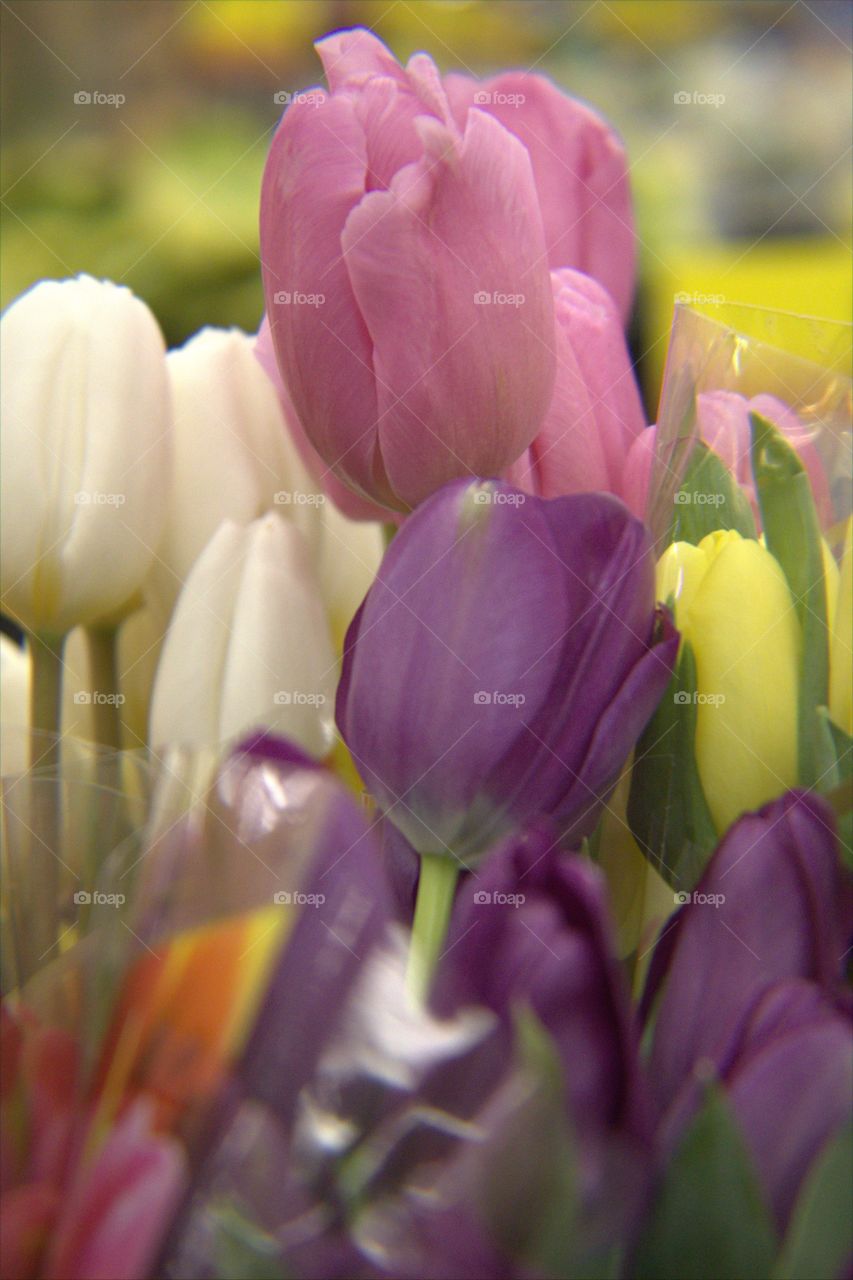 Multi-Colored Spring Tulips in Bloom