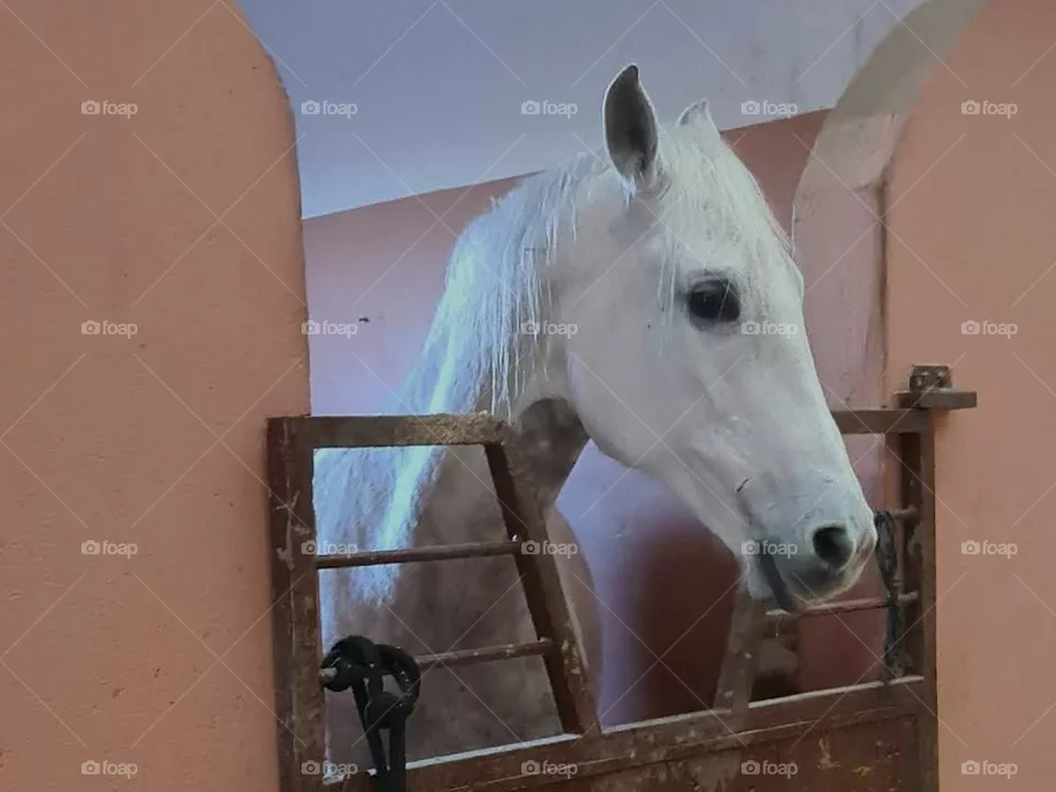 horse