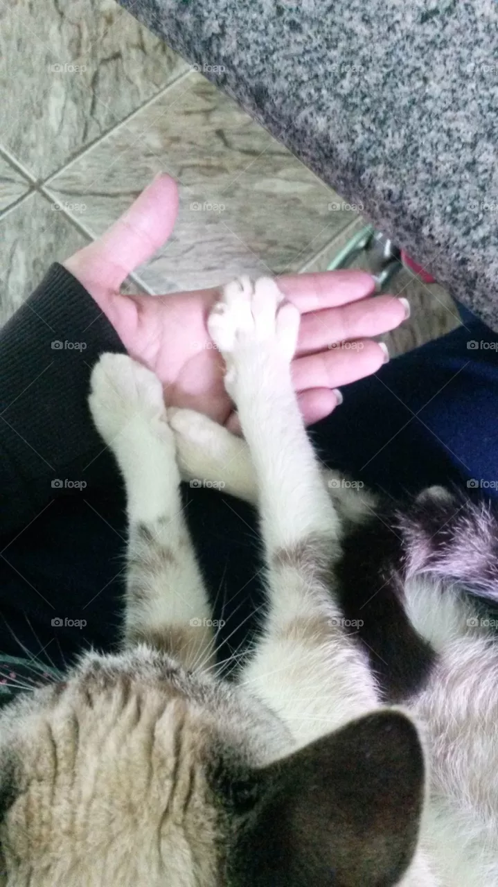 cat pawn