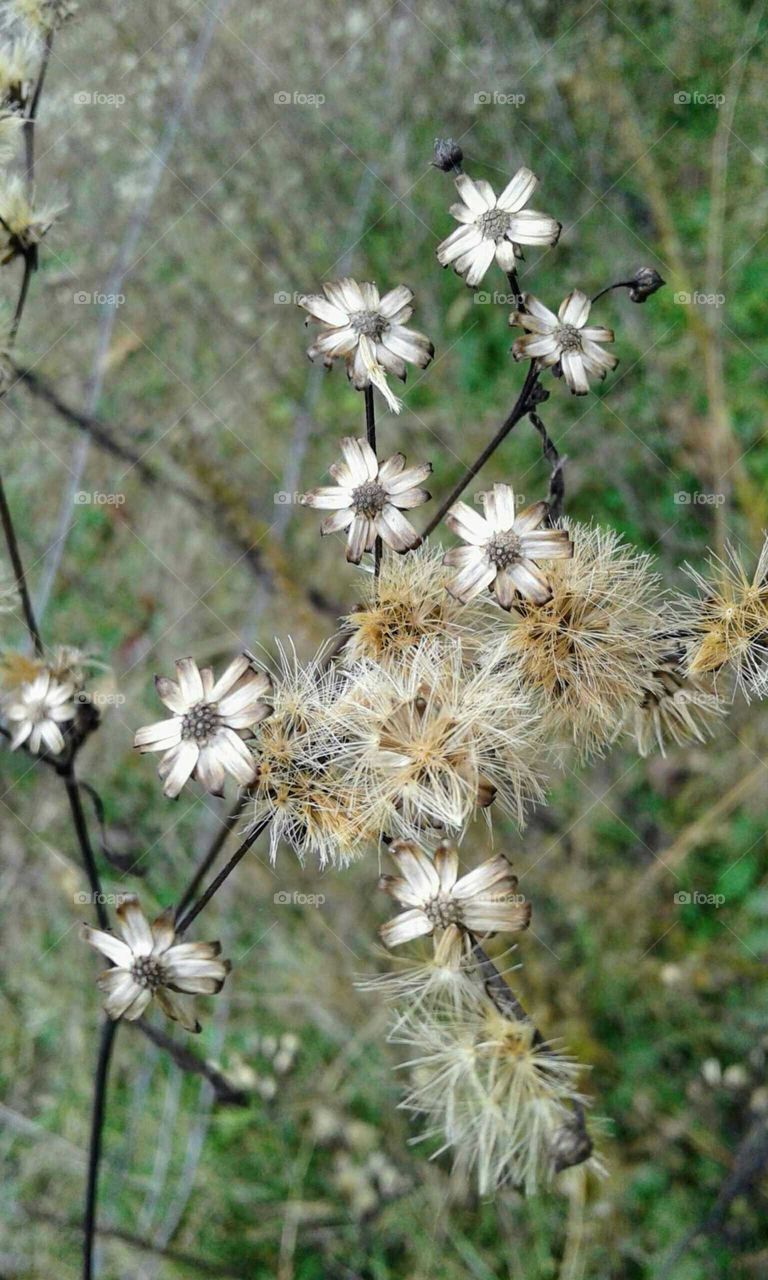 Wildflowers