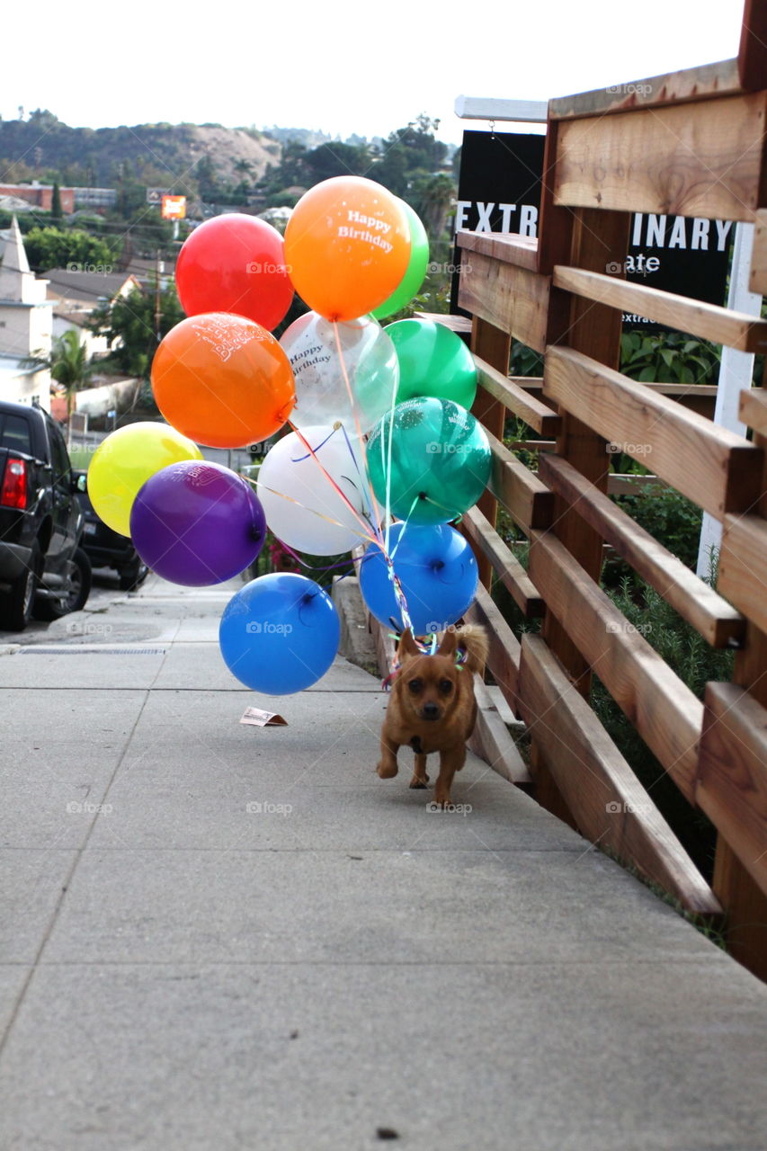 Happy Birthday!. Puppy with birthday balloons