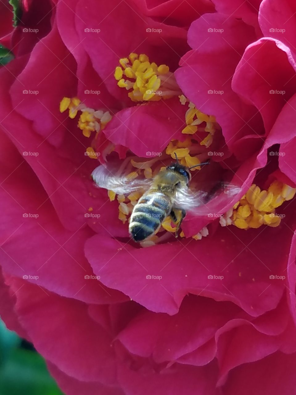 pollen collector