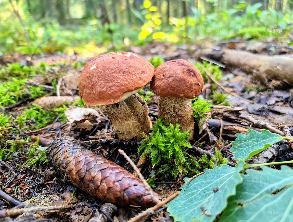 Close up of two little orange-cap boletus mushroom growing in the middle of summer forest on a sunny day