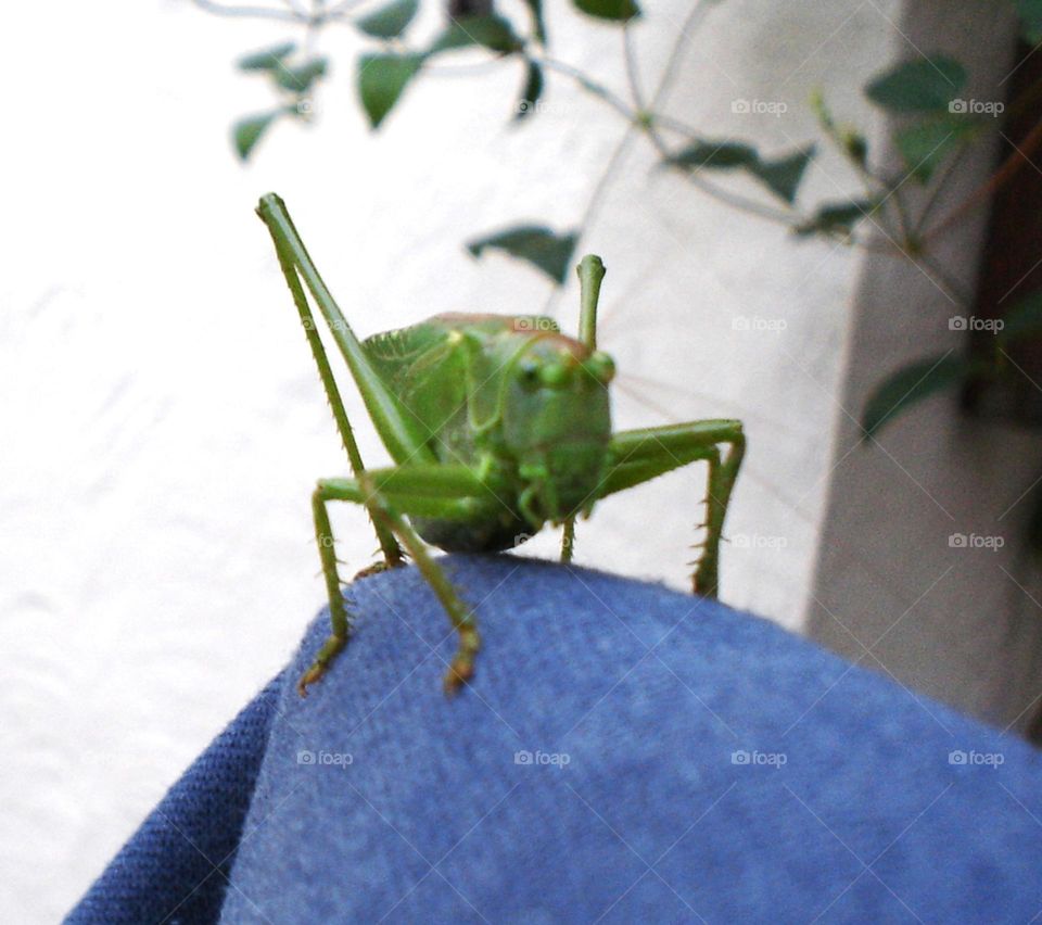 Giant locust