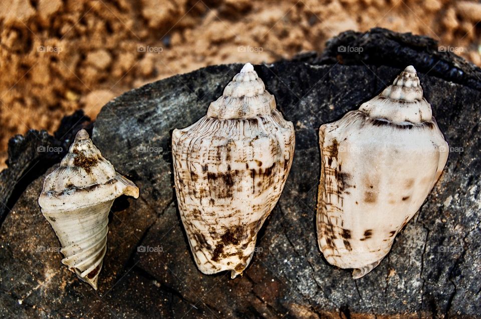 Three shells on wood 