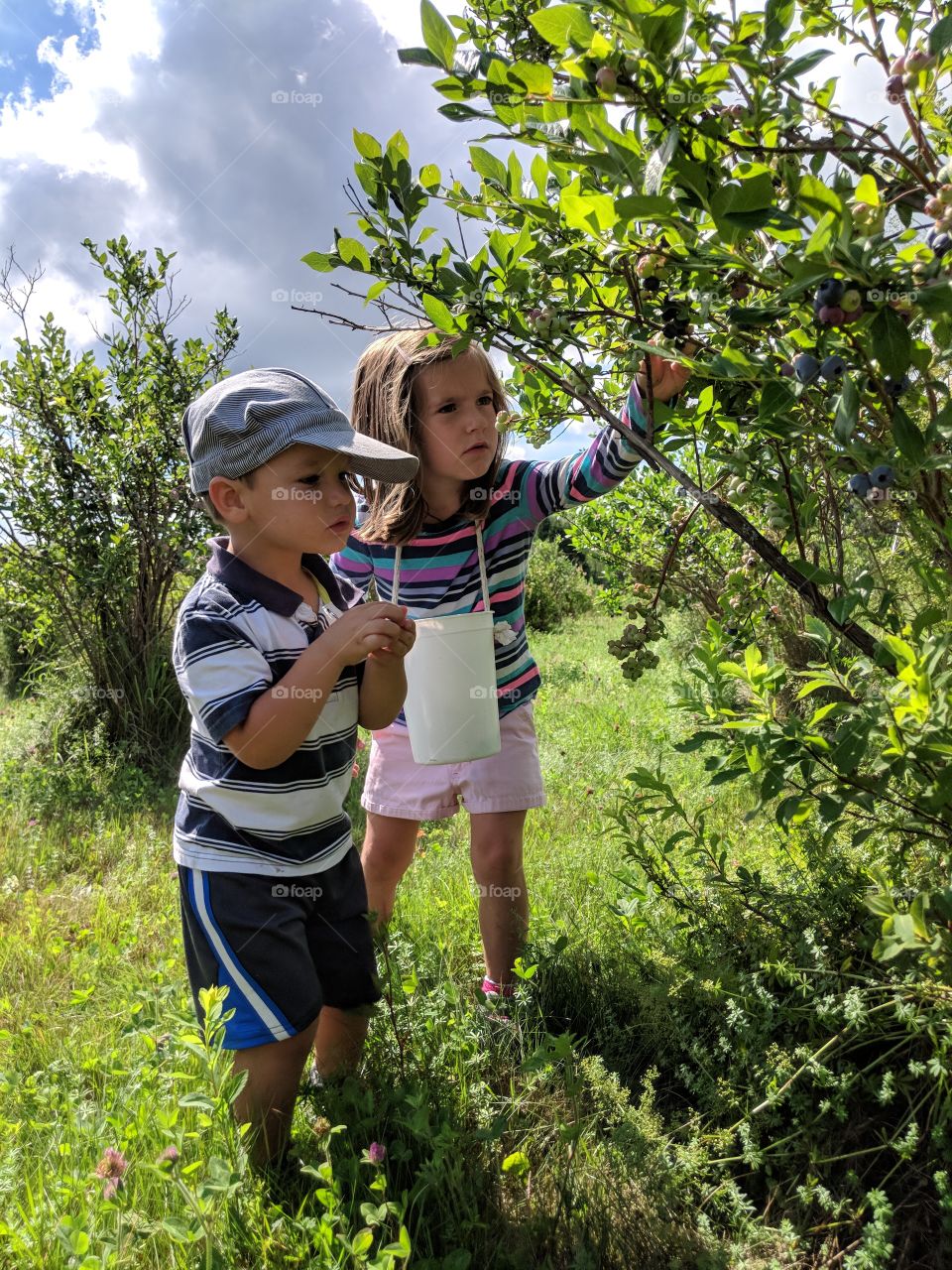 blueberry picking
