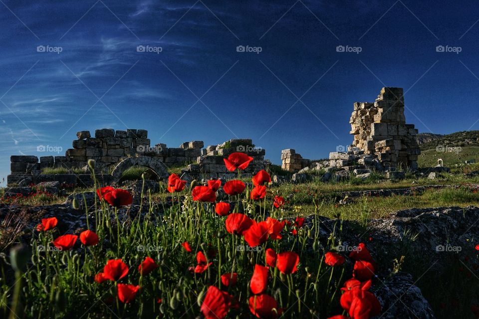 Red poppy and ancient ruins