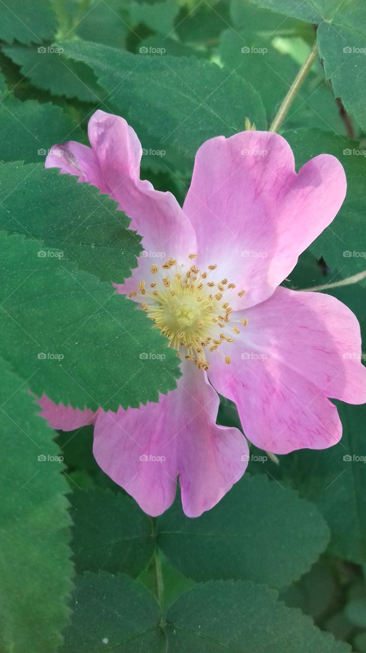 Rose hip flower