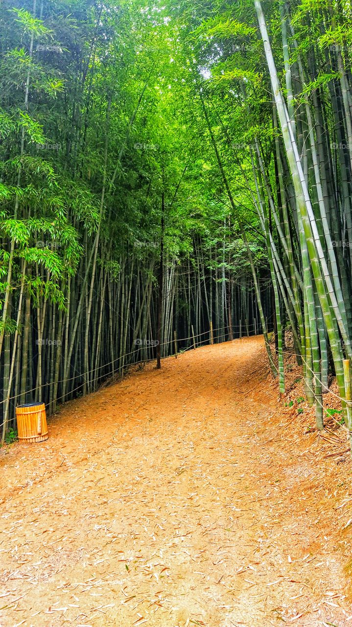A path way covered with bamboo trees leading to the famous bamboo garden of South korea