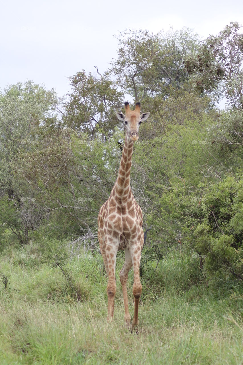 Giraffe in wild in Kruger park South Africa 