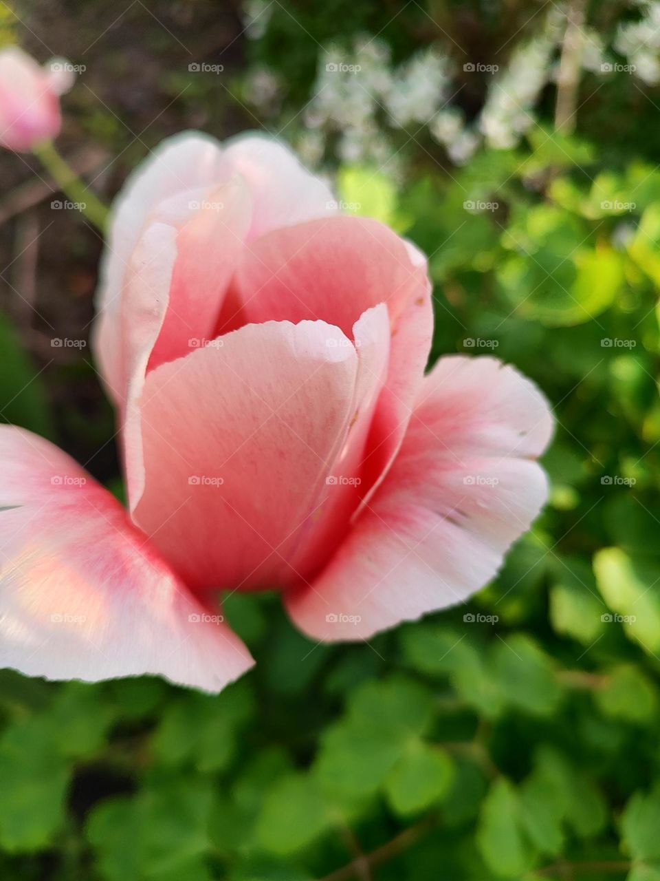 pink tulip