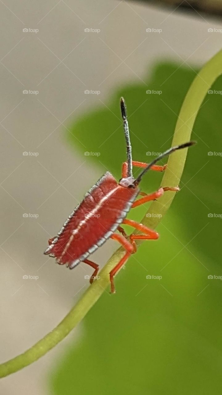 Red insect walking slow on grape plants