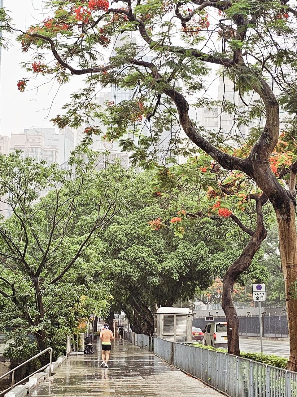 Man jogging on path surrounded by trees on a rainy day