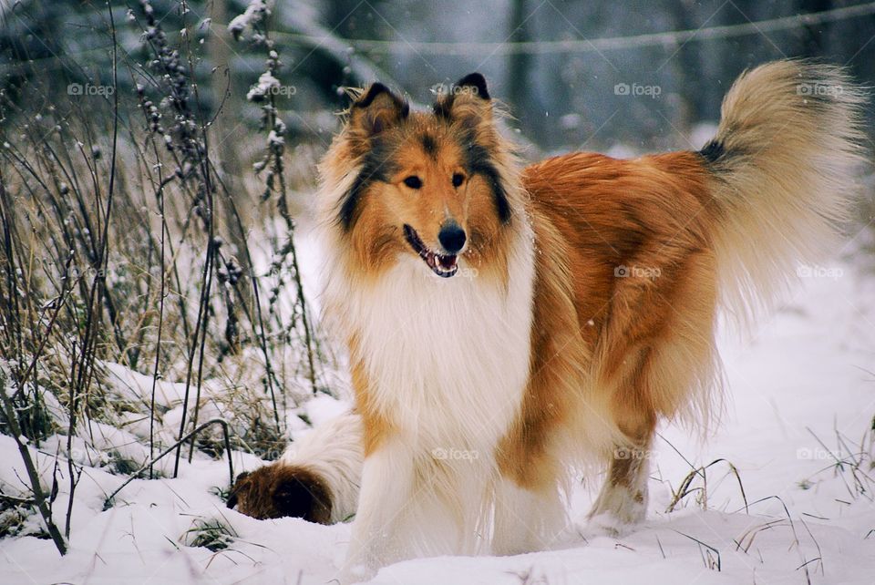 Dog playing in snow