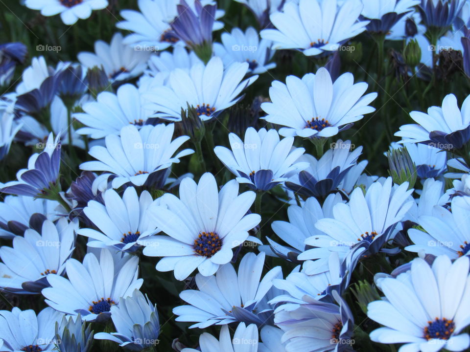 Daisies!
