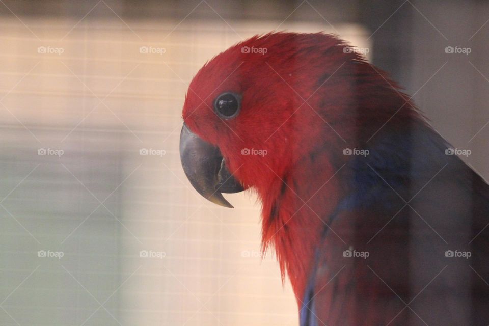 A red parrot, with a broad blue back and the cutest eyes, but the cheekiest attitude