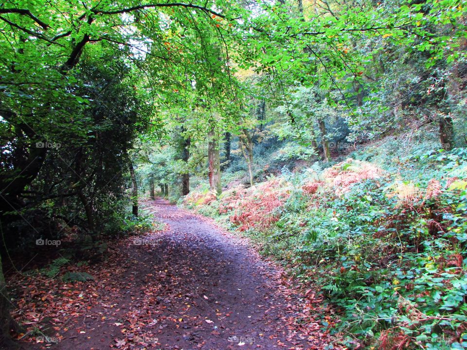 An autumn woodland walk on exmoor