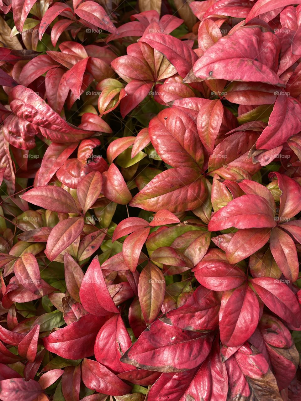 bush with red-green leaves, autumn 