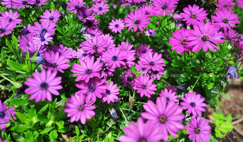 Dimorphoteca ecklonis.