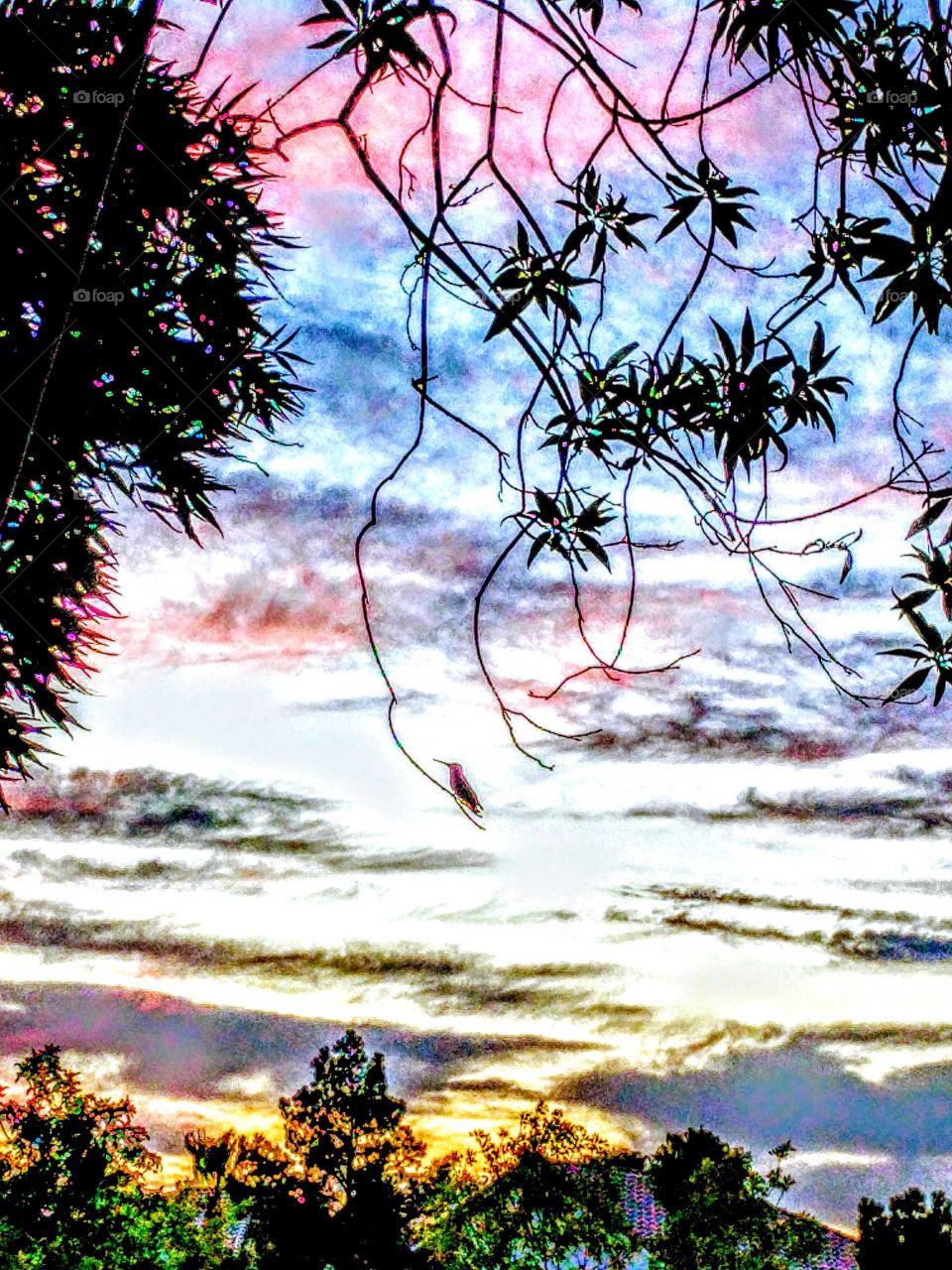Hummingbird Sunset