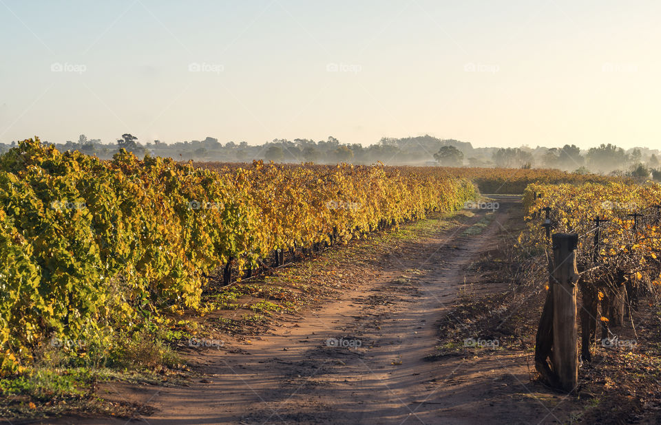 Fog hangs low over the Autumn leaves on a vineyard in Southern Australia.