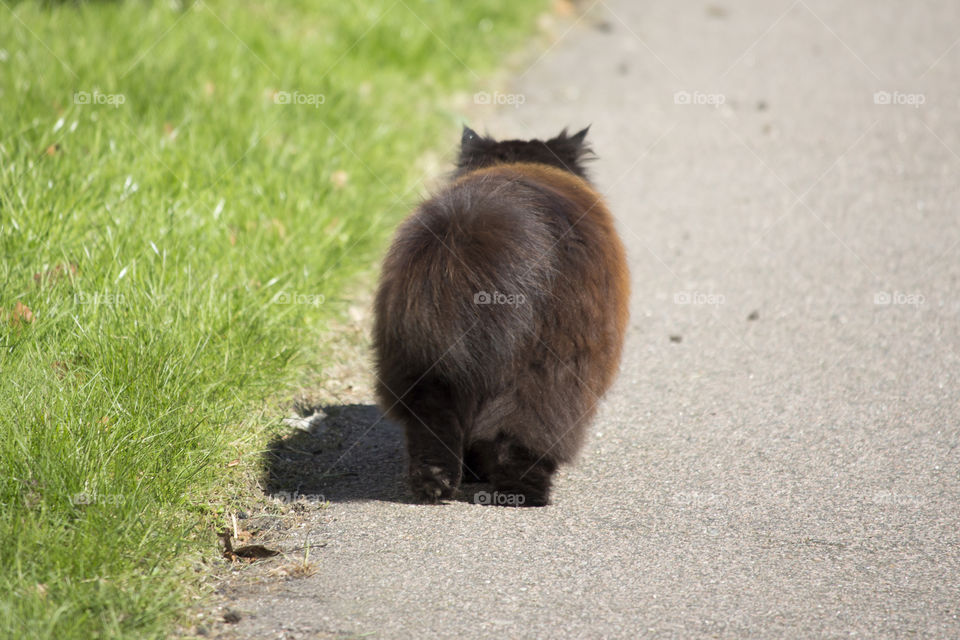 Rear view of cat walking on road