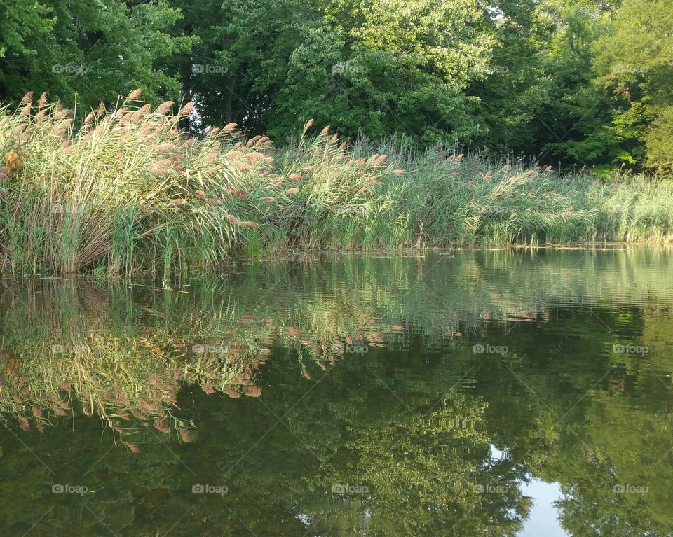 lake shoreline with cattails, reeds