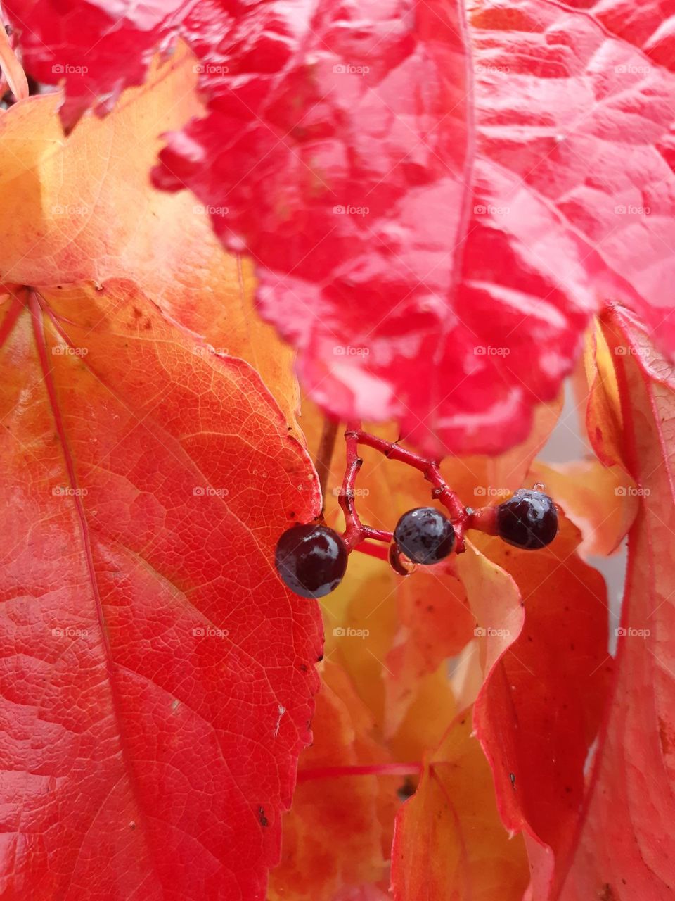 autumn wild wine with fruits, red and yellow leaves