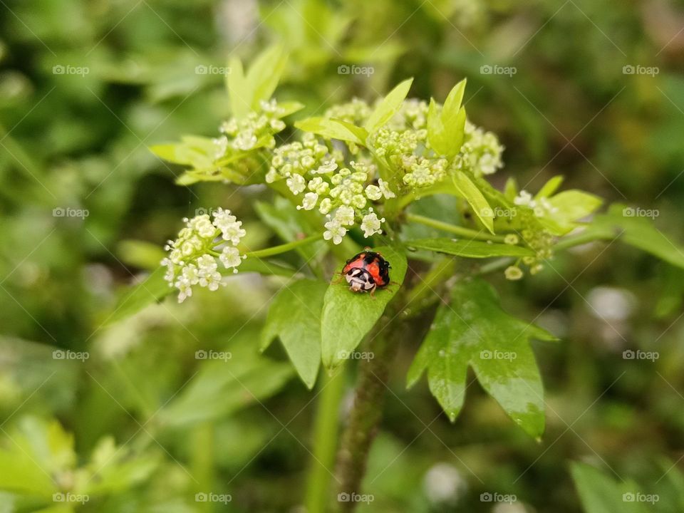 The apium graveolens blossoms