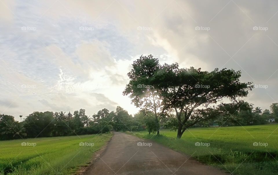 A long road with beautiful paddy rice fields along with sun rays