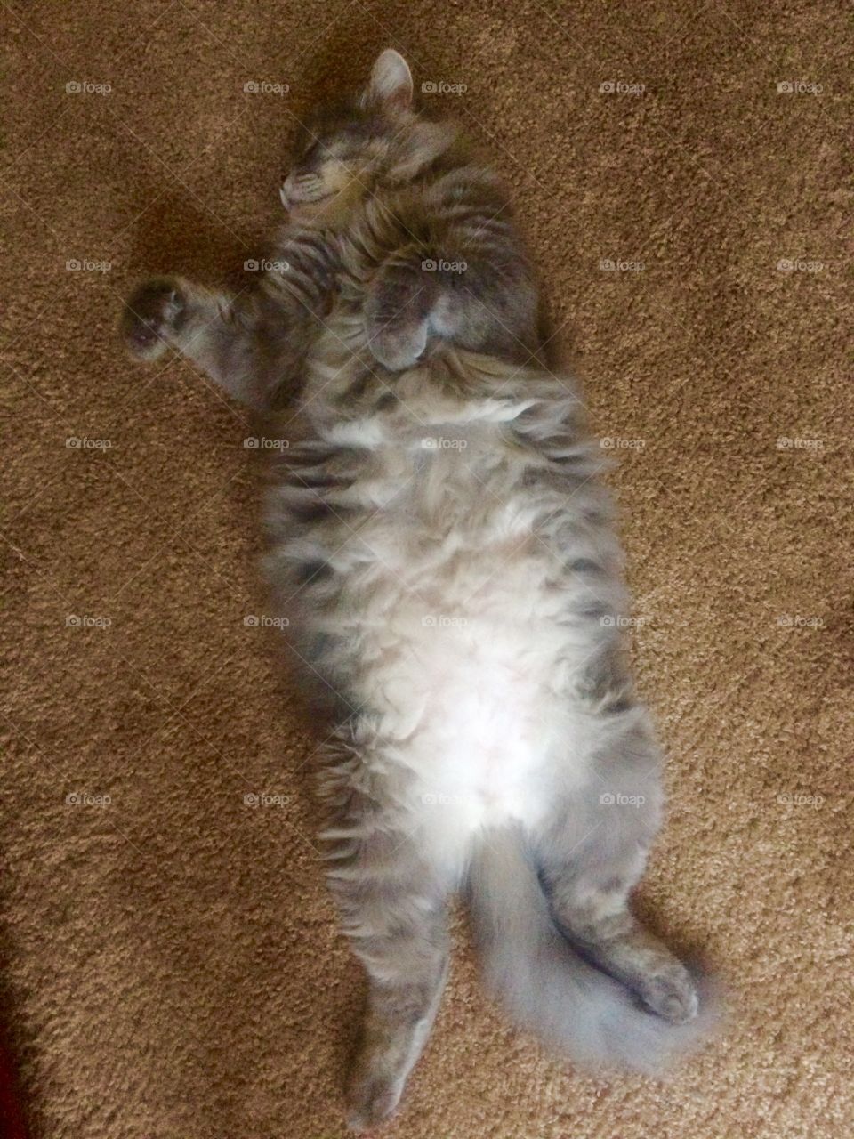 Big fat lazy cat. 