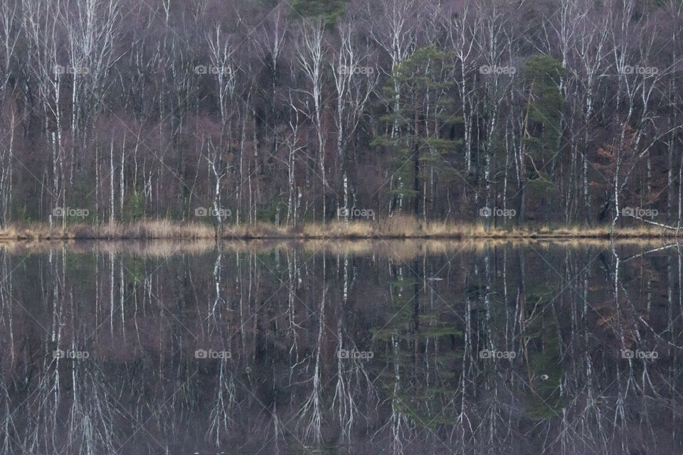 Forest reflections in the ice 
