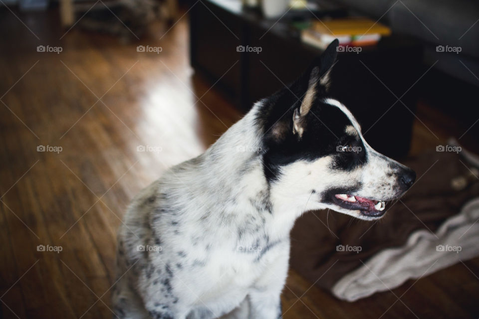 Dog, Mammal, Portrait, Canine, Animal