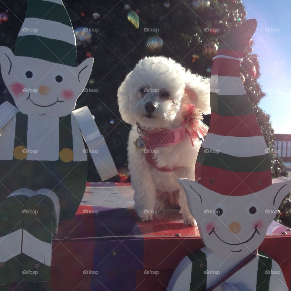 Puppy Among Christmas Decorations 