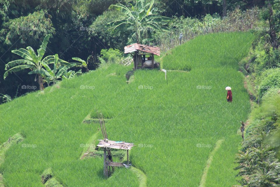 rice fields on the hill