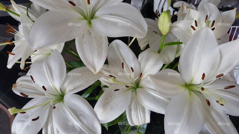 Flower, Nature, Flora, Lily, Leaf