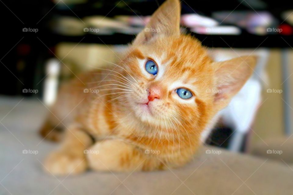 Close-up of a kitten looking at camera