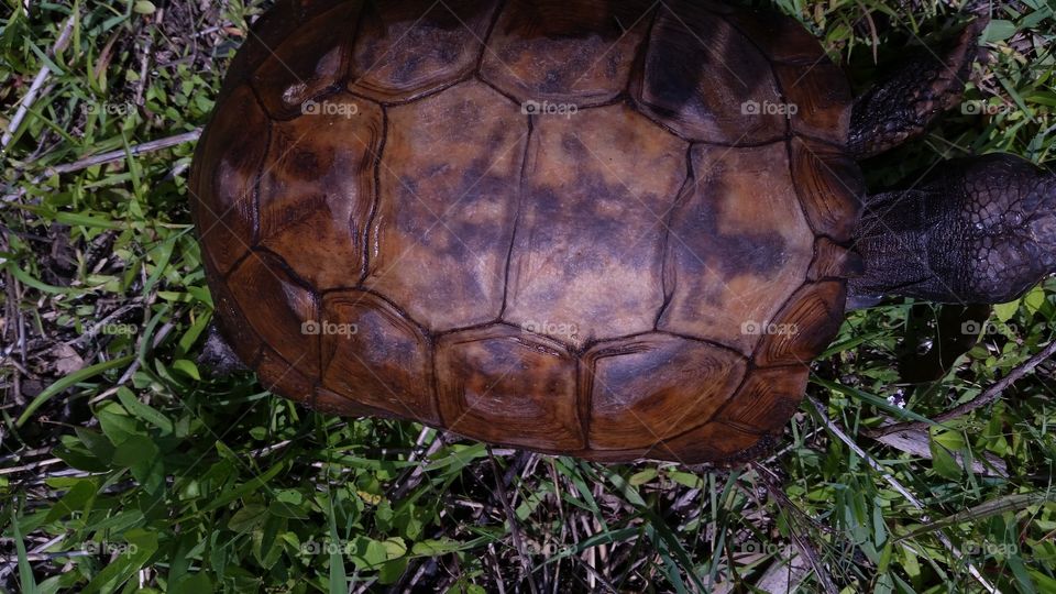 Turtle walking around in the grass.