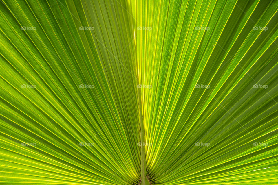 Palm in the Sun